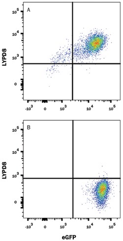 Human LYPD8 Antibody, R D Systems 100μg; Unlabeled:Antibodies, Monoclonal