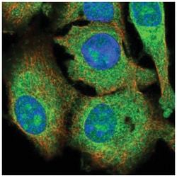 Lysine-rich coiled-coil 1 Antibody, Novus Biologicals:Antibodies:Primary