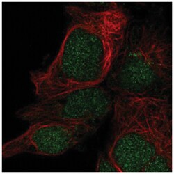 LYSMD1 Antibody, Novus Biologicals:Antibodies:Primary Antibodies