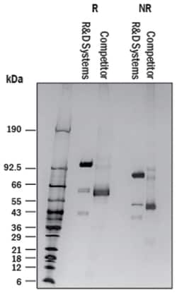 R&D Systems&trade;&nbsp;Recombinant Mouse Lysyl Oxidase Homolog 2 Protein
