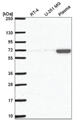 LZTR2 Antibody, Novus Biologicals 100&mu;L; Unlabeled:Antibodies, Polyclonal