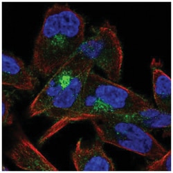 M-Cadherin/Cadherin-15 Antibody, Novus Biologicals 100&mu;L; Unlabeled:Antibodies,