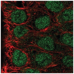 MAB21L3 Antibody, Novus Biologicals:Antibodies:Primary Antibodies