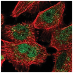 MafF Antibody, Novus Biologicals:Antibodies:Primary Antibodies