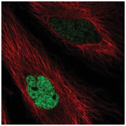 MafK Antibody, Novus Biologicals 25 &mu;L, Unlabeled:Antibodies, Polyclonal