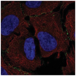 MAGI3 Antibody, Novus Biologicals 100&mu;L; Unlabeled:Antibodies, Polyclonal