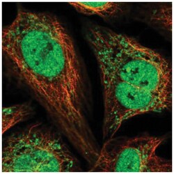 Magmas Antibody, Novus Biologicals:Antibodies:Primary Antibodies
