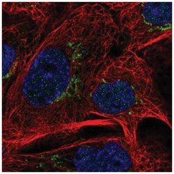MAN1A2 Antibody, Novus Biologicals:Antibodies:Primary Antibodies
