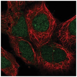 MAN2C1 Antibody, Novus Biologicals 100&mu;L; Unlabeled:Antibodies, Polyclonal