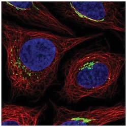 MANEAL Antibody, Novus Biologicals 100&mu;L; Unlabeled:Antibodies, Polyclonal