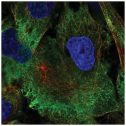 MAP1A Antibody, Novus Biologicals 25 &mu;L, Unlabeled:Antibodies, Polyclonal