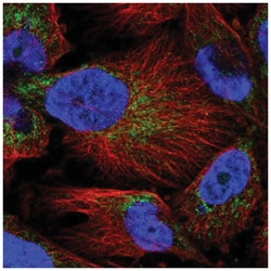 MARCH5 Antibody, Novus Biologicals:Antibodies:Primary Antibodies