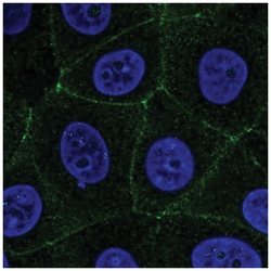 MARVELD2 Antibody, Novus Biologicals:Antibodies:Primary Antibodies