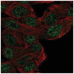 MASL1 Antibody, Novus Biologicals 25 &mu;L, Unlabeled:Antibodies, Polyclonal