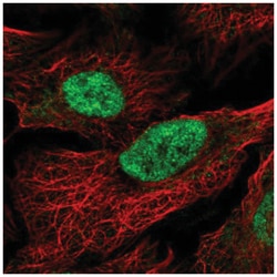 MAU2 Antibody, Novus Biologicals:Antibodies:Primary Antibodies