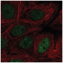MAZ Antibody, Novus Biologicals:Antibodies:Primary Antibodies
