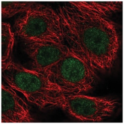 MAZ Antibody, Novus Biologicals 100&mu;L; Unlabeled:Antibodies, Polyclonal