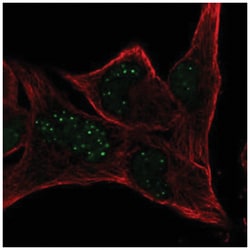 MBLAC2 Antibody, Novus Biologicals:Antibodies:Primary Antibodies