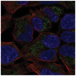 MCAT Antibody, Novus Biologicals:Antibodies:Primary Antibodies