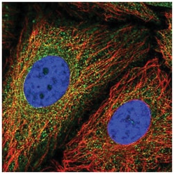 MCM3AP Antibody, Novus Biologicals 25 &mu;L, Unlabeled:Antibodies, Polyclonal