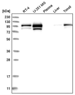 MCM4 Antibody, Novus Biologicals:Antibodies:Primary Antibodies