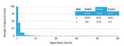 MCM7 Mouse anti-Human, Clone: MCM7/1469, Novus Biologicals 20&mu;g; Unlabeled:Antibodies,