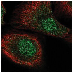 MCTP2 Antibody, Novus Biologicals:Antibodies:Primary Antibodies