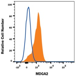 Human/Rat MDGA2 Antibody, R D Systems 25&mu;g; Unlabeled:Antibodies, Monoclonal
