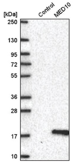 MED10 Antibody, Novus Biologicals 25 &mu;L, Unlabeled:Antibodies, Polyclonal