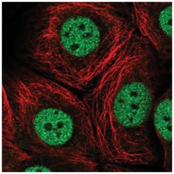 MED13 Antibody, Novus Biologicals:Antibodies:Primary Antibodies