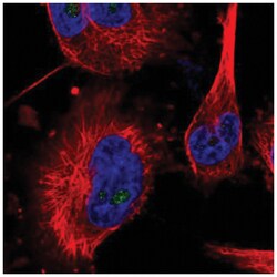 MED16 Antibody, Novus Biologicals:Antibodies:Primary Antibodies