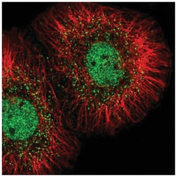 MED23 Antibody, Novus Biologicals:Antibodies:Primary Antibodies