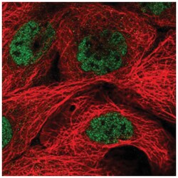 MED29 Antibody, Novus Biologicals 25 &mu;L, Unlabeled:Antibodies, Polyclonal