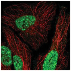 MEIS1 Antibody, Novus Biologicals:Antibodies:Primary Antibodies
