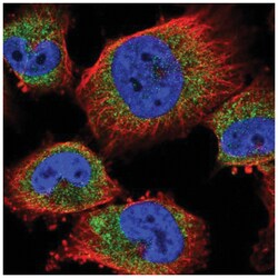 Membralin Antibody, Novus Biologicals 100&mu;L; Unlabeled:Antibodies, Polyclonal