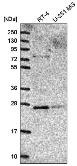 Membrin Antibody, Novus Biologicals 100&mu;L; Unlabeled:Antibodies, Polyclonal