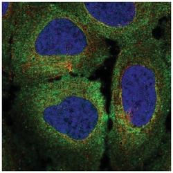 Mer Antibody, Novus Biologicals:Anticuerpos:Anticuerpos primarios