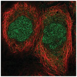 Mesp1 Antibody, Novus Biologicals 25 &mu;L, Unlabeled:Antibodies, Polyclonal