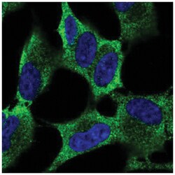 MEX3A Antibody, Novus Biologicals:Antibodies:Primary Antibodies