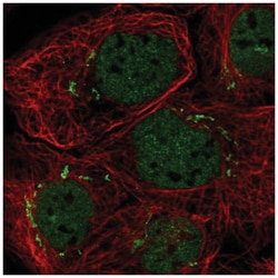 MFAP3 Antibody, Novus Biologicals 25 &mu;L:Antibodies, Polyclonal
