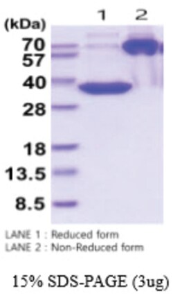 Novus Biologicals&trade;&nbsp;Recombinant Human MFAP4 Protein