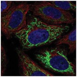 MFF Antibody, Novus Biologicals 100&mu;L; Unlabeled:Antibodies, Polyclonal