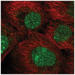 MFSD1 Antibody, Novus Biologicals 100&mu;L; Unlabeled:Antibodies, Polyclonal
