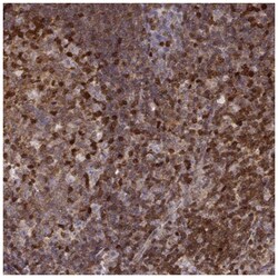 MFSD1 Antibody, Novus Biologicals:Antibodies:Primary Antibodies