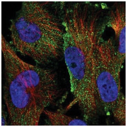 MGC16471 Antibody, Novus Biologicals 25 &mu;L:Antibodies, Polyclonal