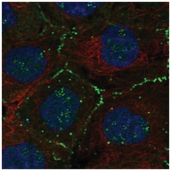 Migfilin Antibody, Novus Biologicals:Antibodies:Primary Antibodies