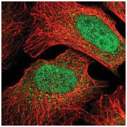 MIOS Antibody, Novus Biologicals 25 &mu;L, Unlabeled:Antibodies, Polyclonal