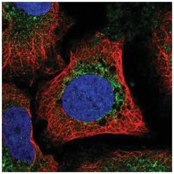 Mitofusin 1 Antibody, Novus Biologicals:Antibodies:Primary Antibodies