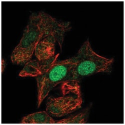 MIXL1 Antibody, Novus Biologicals:Antibodies:Primary Antibodies