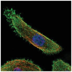 MKK7/MEK7 Antibody, Novus Biologicals 100&mu;L; Unlabeled:Antibodies, Polyclonal